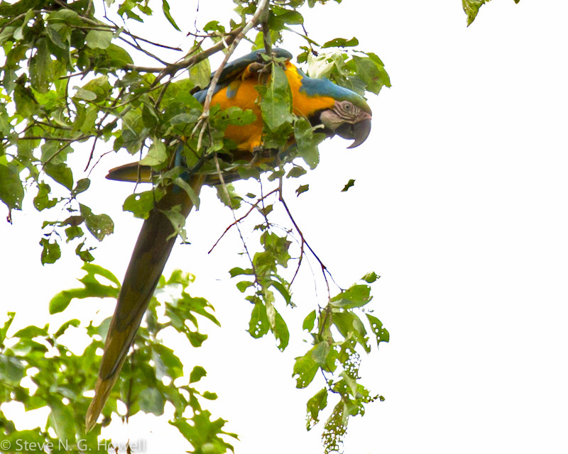 Most parrots are seen in flight, but we may find a Blue-and-yellow Macaw feeding quietly in the canopy.